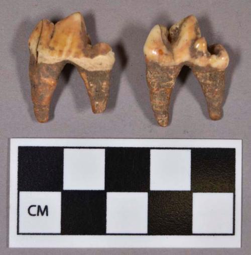 Organic, faunal remains, two teeth