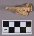 Organic, faunal remain, bone fragment