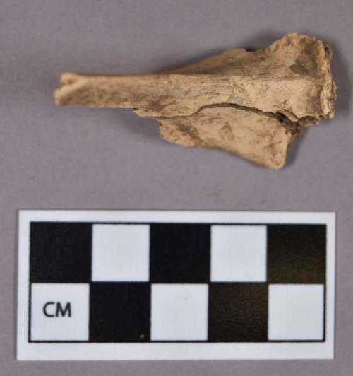 Organic, faunal remain, bone fragment