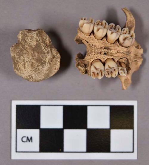 Organic, faunal remains, bones, includes one skull fragment with teeth