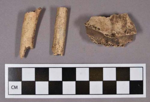 Organic, faunal remains, bone fragments