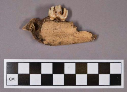 Organic, faunal remain, bone, mandible fragment with teeth