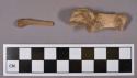 Organic, faunal remains, bone fragments