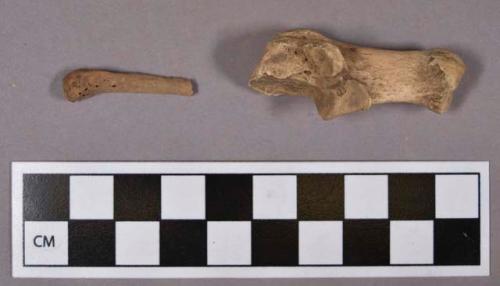 Organic, faunal remains, bone fragments