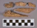 Organic, faunal remains, bone fragments, and soil clumps
