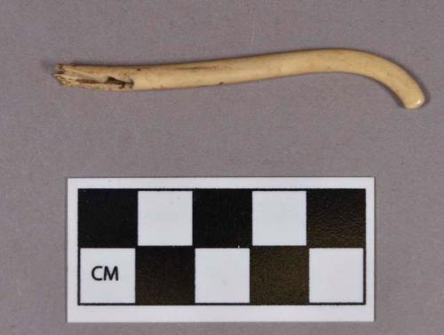 Organic, faunal remain, utilized bone fragment, raccoon baculum