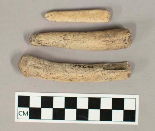 Bone shaft fragments, rounded at ends with evidence of wear