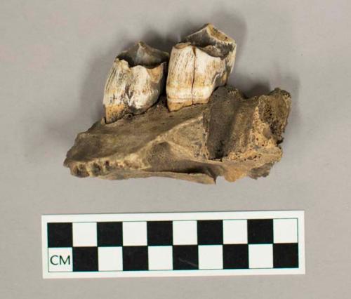 Faunal remain, jaw bone and two teeth, likely moose