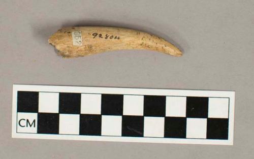 Faunal remain, antler tip fragment