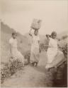 Tamil women picking tea