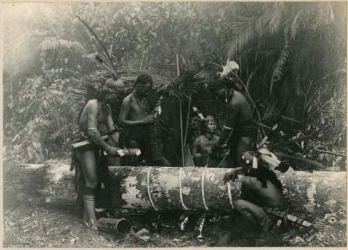 Group of men splitting camphor tree in seach of crystals