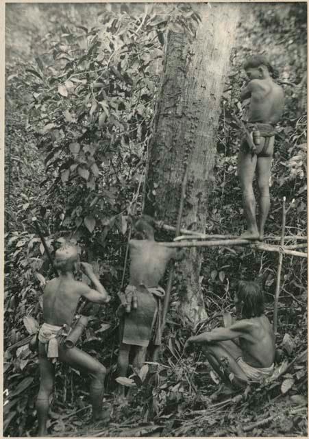 Men collecting camphor