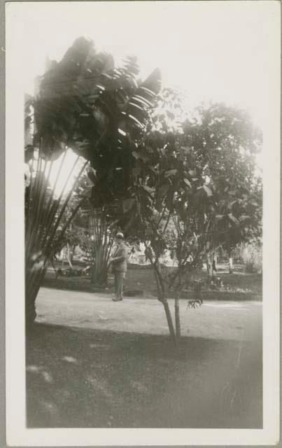 Man on path looking at fan banana trees and poinsettias