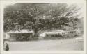 Market under large ceiba tree