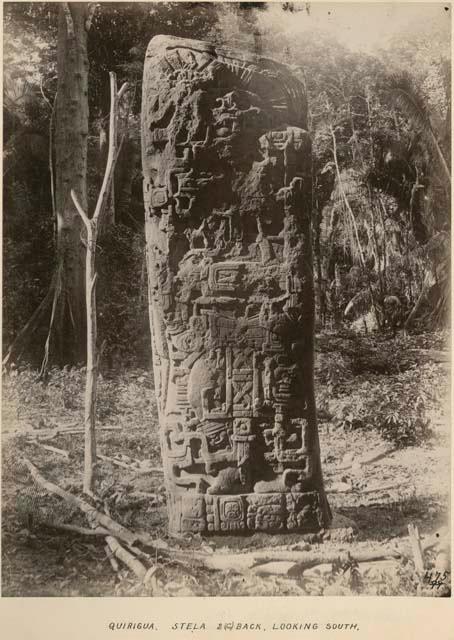 Back view of Stela 2C, looking south