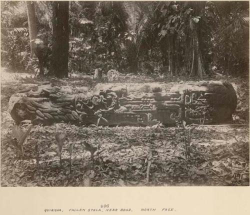 Fallen Stela 9(H), near road, north face