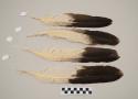 Eagle feathers, all perforated at quill tip