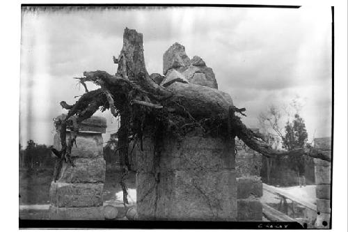 NW Col. - showing stump clinging to top of col.-close up