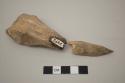 Faunal remain, fragment, distal right radius, Odocoileus; worked animal bone awl fragments