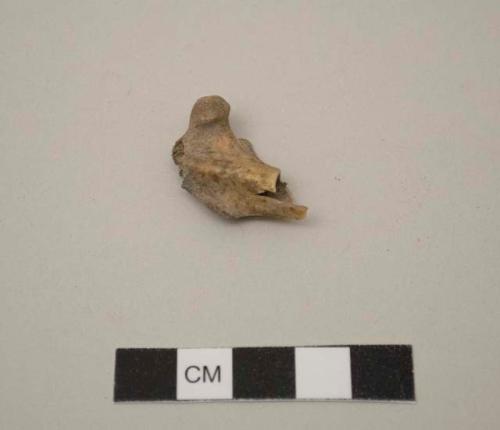 Faunal remain, fragment, proximal right femur, Leporid, Sylvilagus?