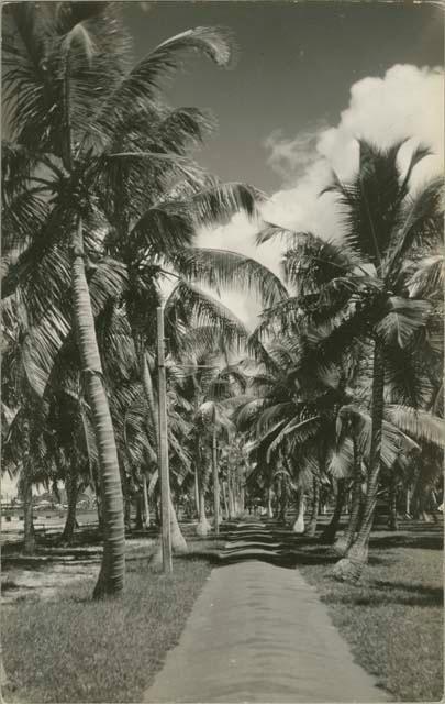 Palm tree lined path, people in the distance