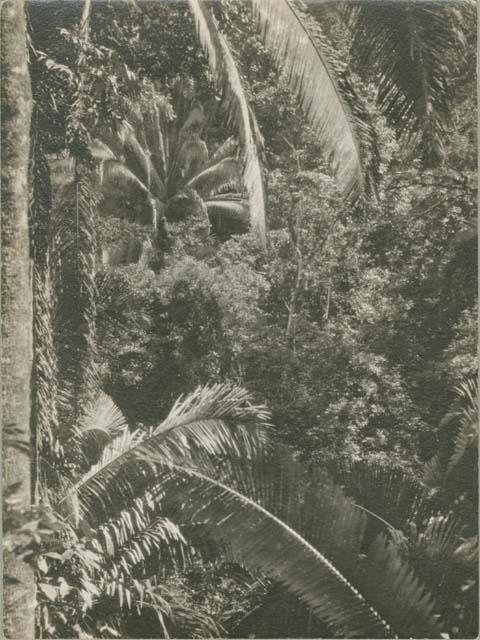 View of heavy vegetation