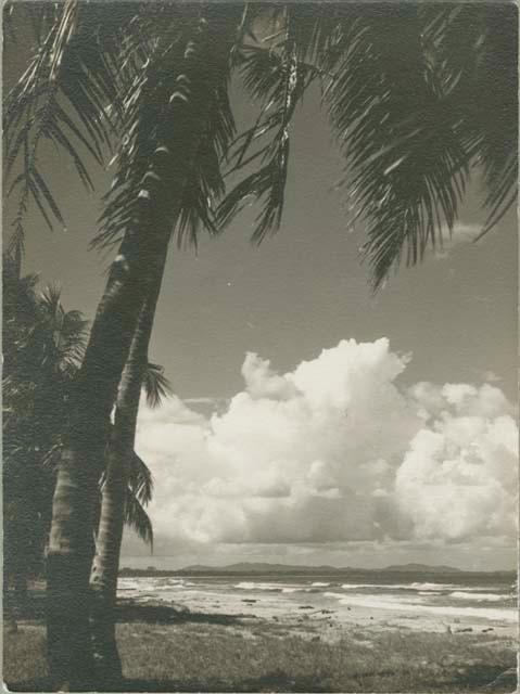 Beach scene from tree line