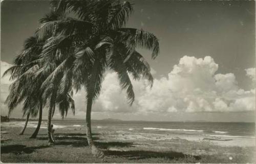 Beach scene, individual leaning against palm tree
