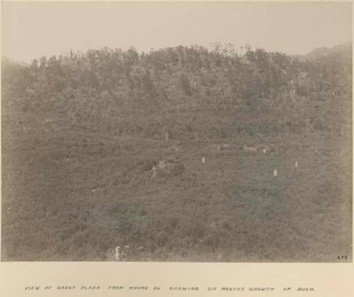 View of Great Plaza from Mound 26 showing six months growth of bush