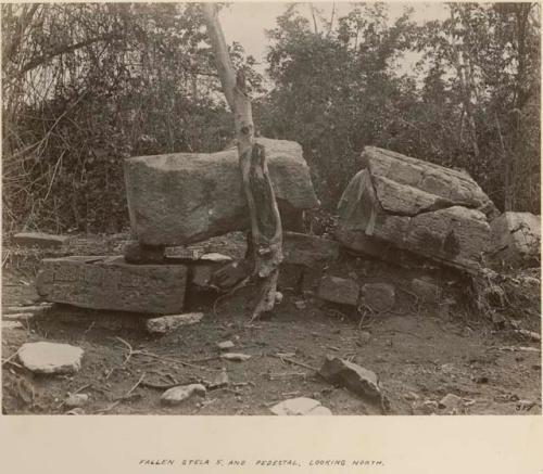 Fallen Stela 5 and pedestal, looking north