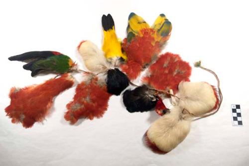 Ornament, cord strung w/ bird pelts w/ red, white, yellow, black, green feathers
