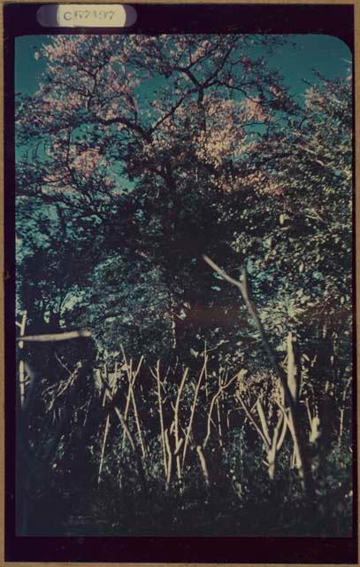 Tree with blossoms next to Samuel K. Lothrop's house