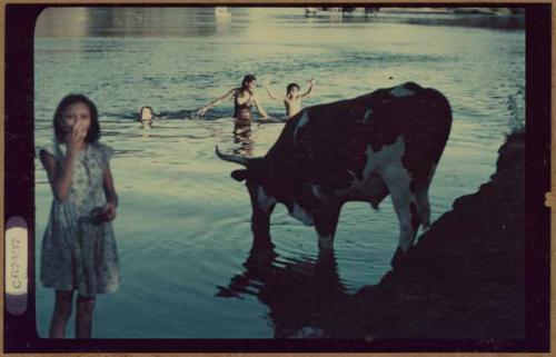 Cattle drinking and four children swimming