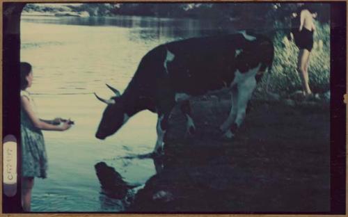 Girl with cattle along edge of water