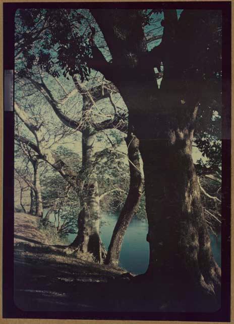 Trees along shore