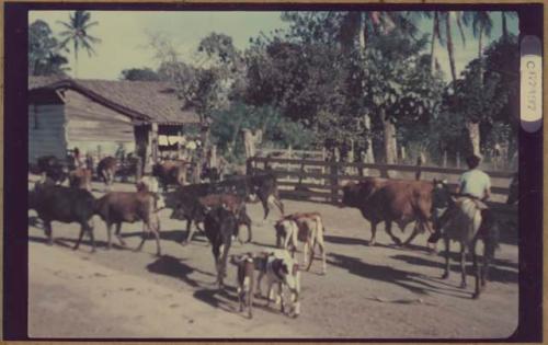 Cattle in street