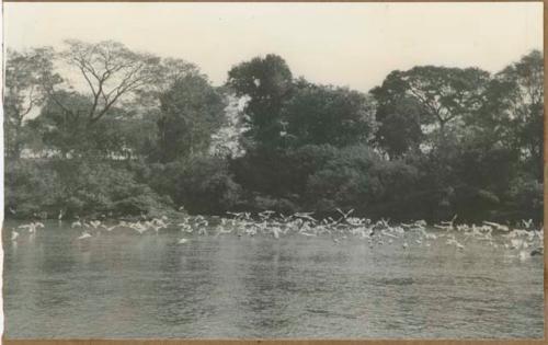 Birds on RioTempisque near El Burro