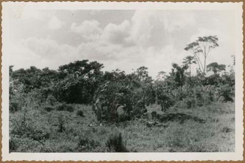 Manizales, Finca Bremen