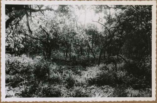 Cacao at Las Mercede, with excavation in background