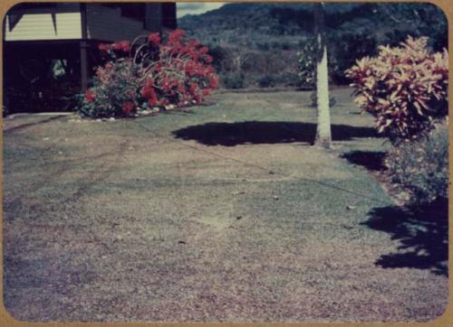 Plants next to Samuel K. Lothrop's house