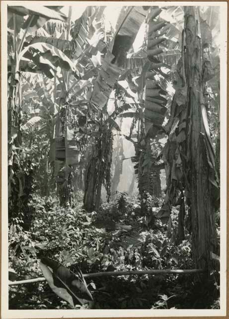 Irrigation on Farm 4, Sec. 23, Site B