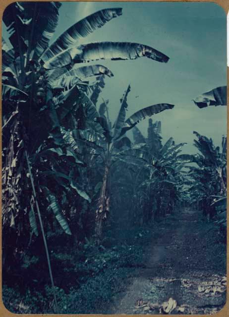 Overhead irrigation on Farm 4, Sec. 23, Site B