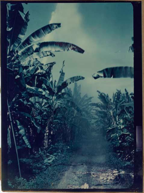 Irrigation in banana plantation