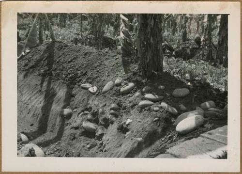 Ditch with sherds and stones, possibly an old wall