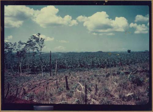 Clearing in Farm 2 of banana plantation