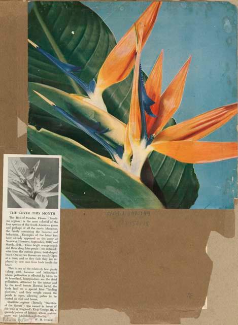 Bird-of-Paradise flower, cover of Natural History