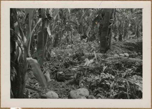 Excavation at Farm 5, Section 29 of banana plantation