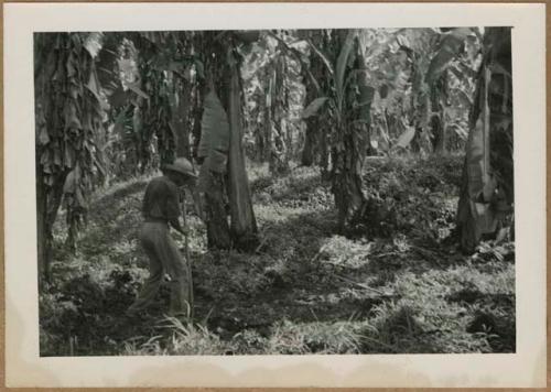 Man excavating mound