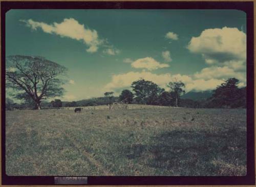 View of pasture along Pan American Highway