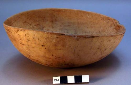 Medium-sized drinking gourd